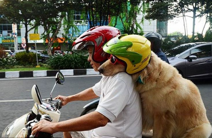 boncengin hewan © 2016 brilio.net