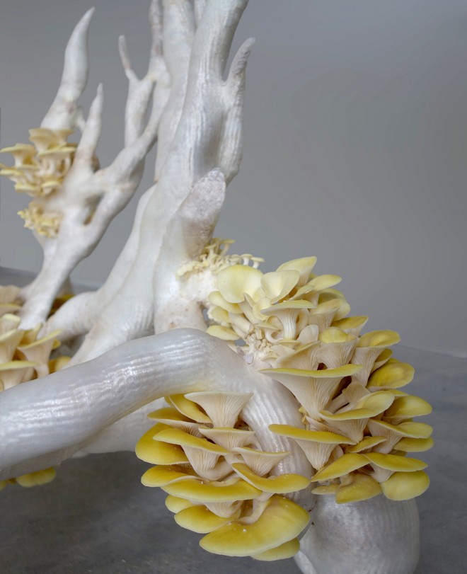 kursi jamur © 2016 brilio.net kursi jamur © 2016 brilio.net