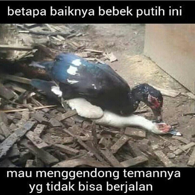 Meme lucu positif thinking © 2016 brilio.net Meme lucu positif thinking © 2016 brilio.net