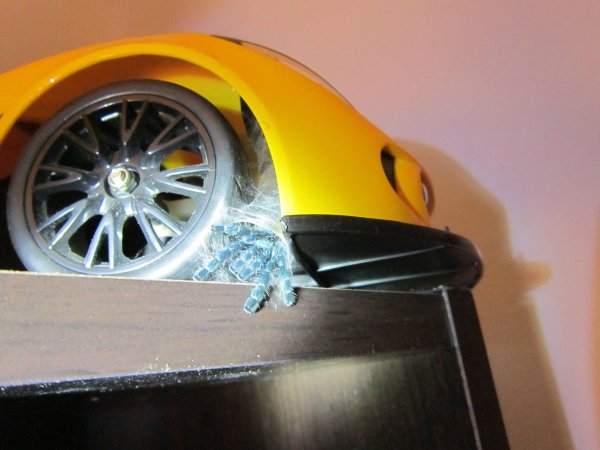 laba-laba bersembunyi © 2016 brilio.net