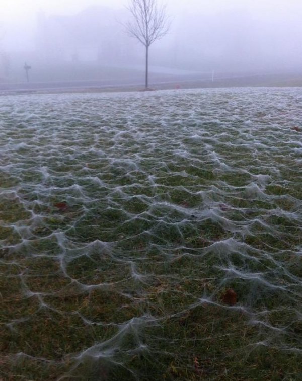 10 Foto ini bukti kalau laba-laba bisa bersembunyi di mana saja, ngeri