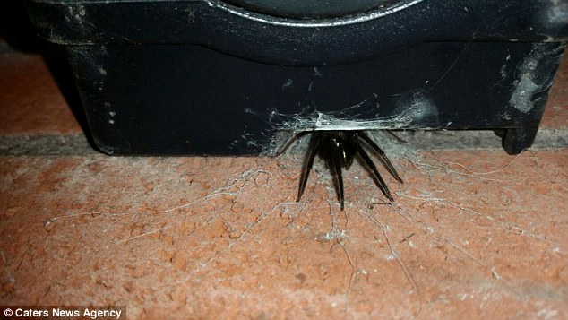 10 Foto ini bukti kalau laba-laba bisa bersembunyi di mana saja, ngeri