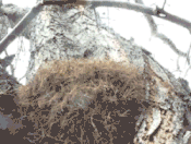 laba-laba bersembunyi © 2016 brilio.net