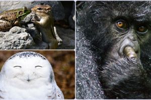 18 Karya kontes foto alam bebas ini nggak cuma keren tapi juga lucu