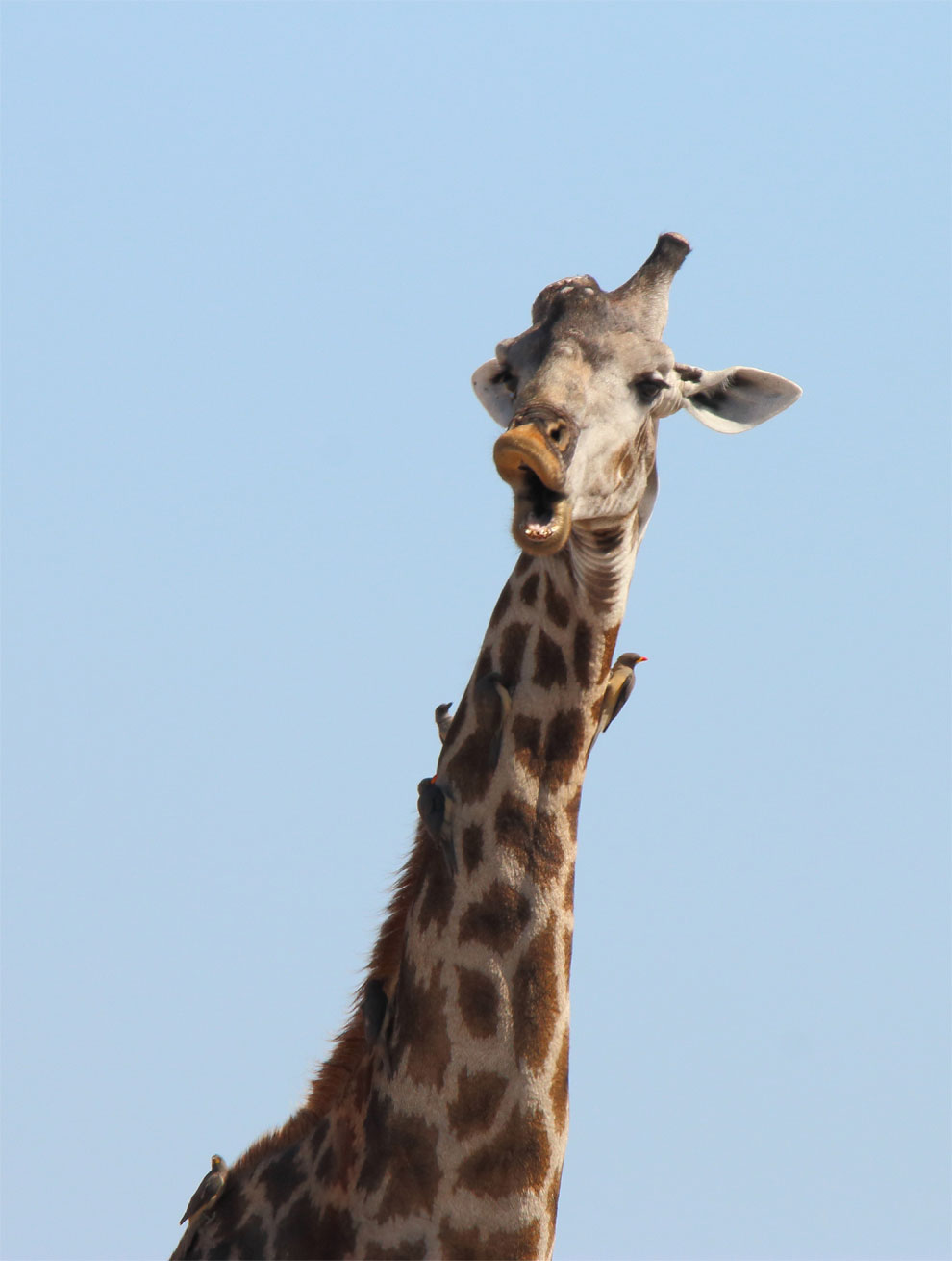 karya kontes foto alam bebas ini nggak cuma keren © 2016 comedywildlifephoto.com karya kontes foto alam bebas ini nggak cuma keren © 2016 comedywildlifephoto.com