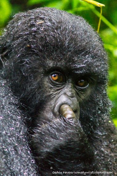 karya kontes foto alam bebas ini nggak cuma keren © 2016 comedywildlifephoto.com karya kontes foto alam bebas ini nggak cuma keren © 2016 comedywildlifephoto.com