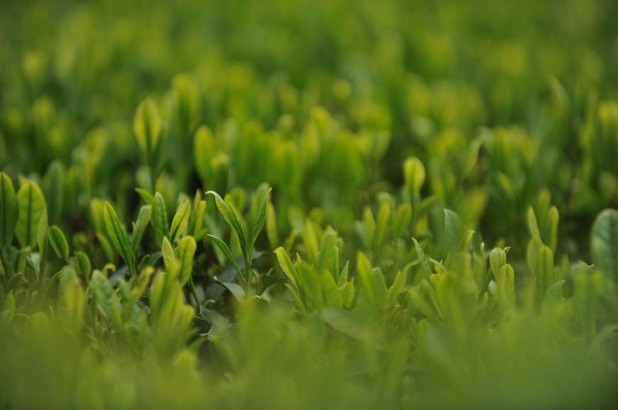 Overdosis Kafein © 2016 brilio.net