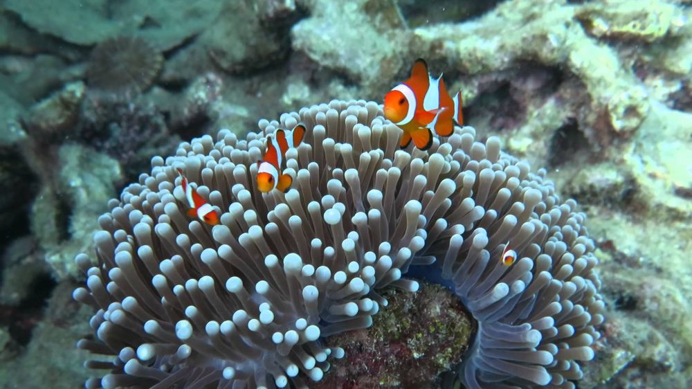 10 Surga bawah laut Indonesia yang bikin kagum dunia