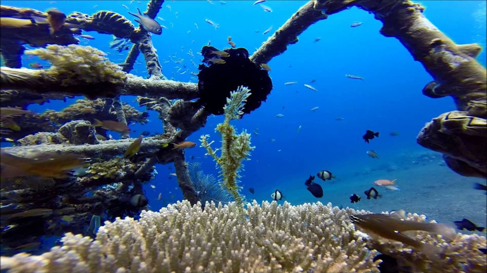 10 Surga bawah laut Indonesia yang bikin kagum dunia