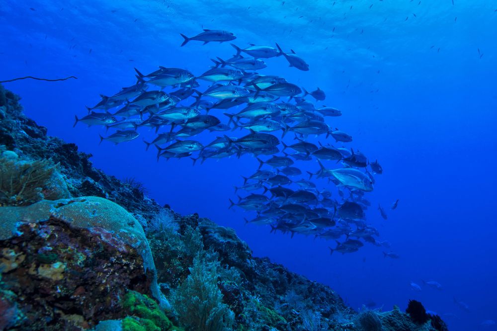 surga bawah laut Istimewa surga bawah laut Istimewa
