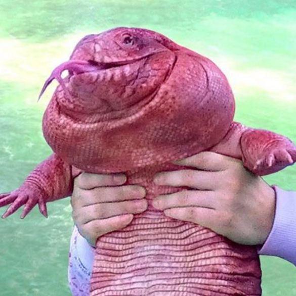 Kadal Raksasa © 2016 Instagram