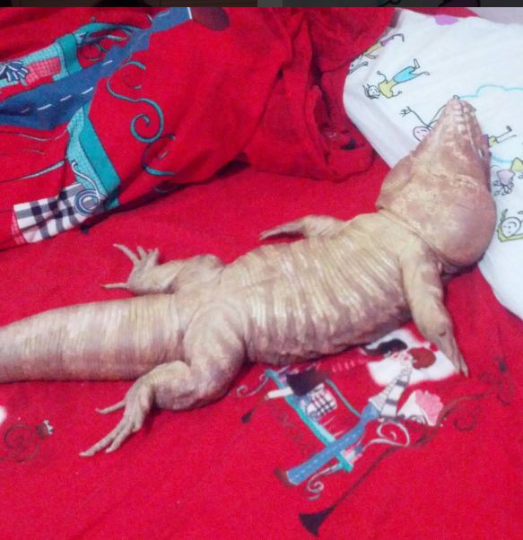 Kadal Raksasa © 2016 Instagram