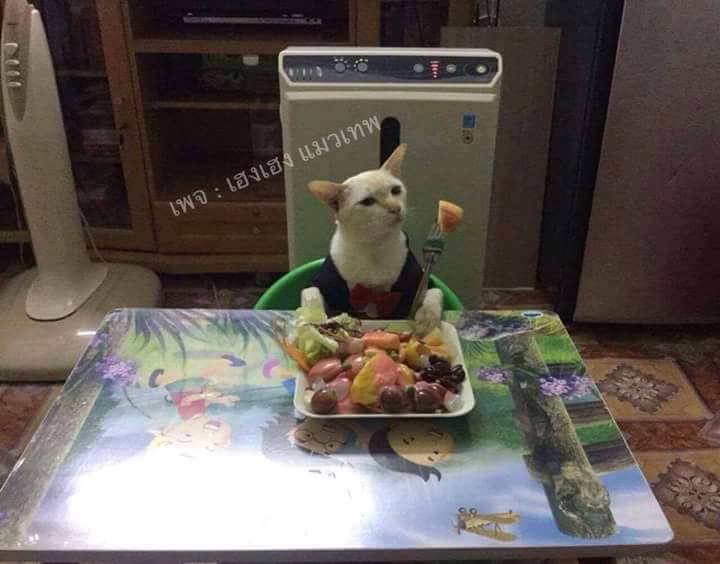 Kucing PRT © 2016 brilio.net