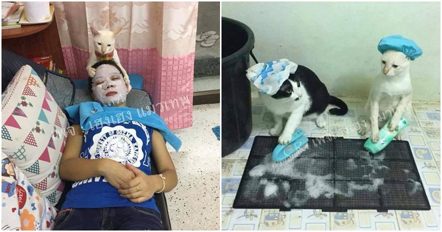 8 Kucing imut ini beraksi bak pembantu rumah tangga