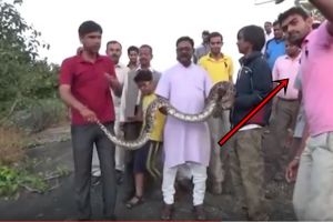 Ajak ular piton selfie, pria ini dapat serangan ngeri banget