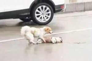 Bikin haru, anjing ini bangunkan temannya yang mati tertabrak mobil