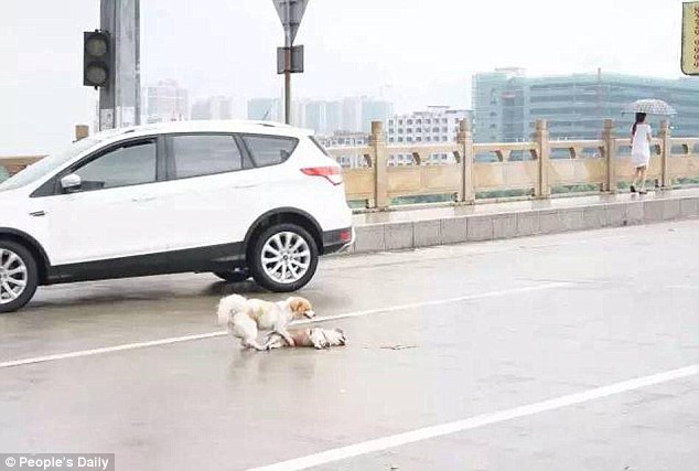 Bikin haru, anjing ini bangunkan temannya yang mati tertabrak mobil
