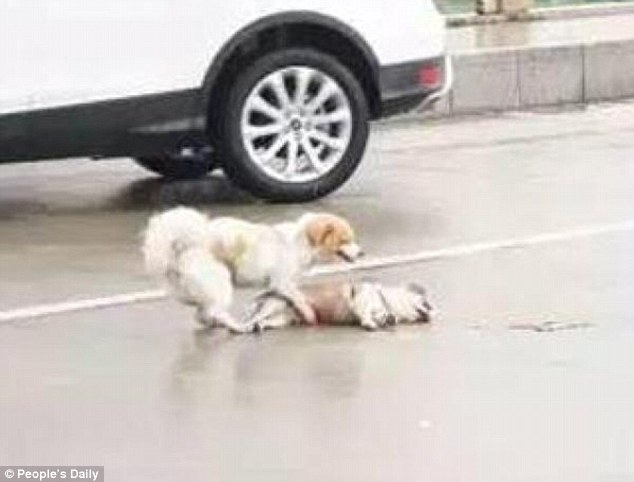 Bikin haru, anjing ini bangunkan temannya yang mati tertabrak mobil