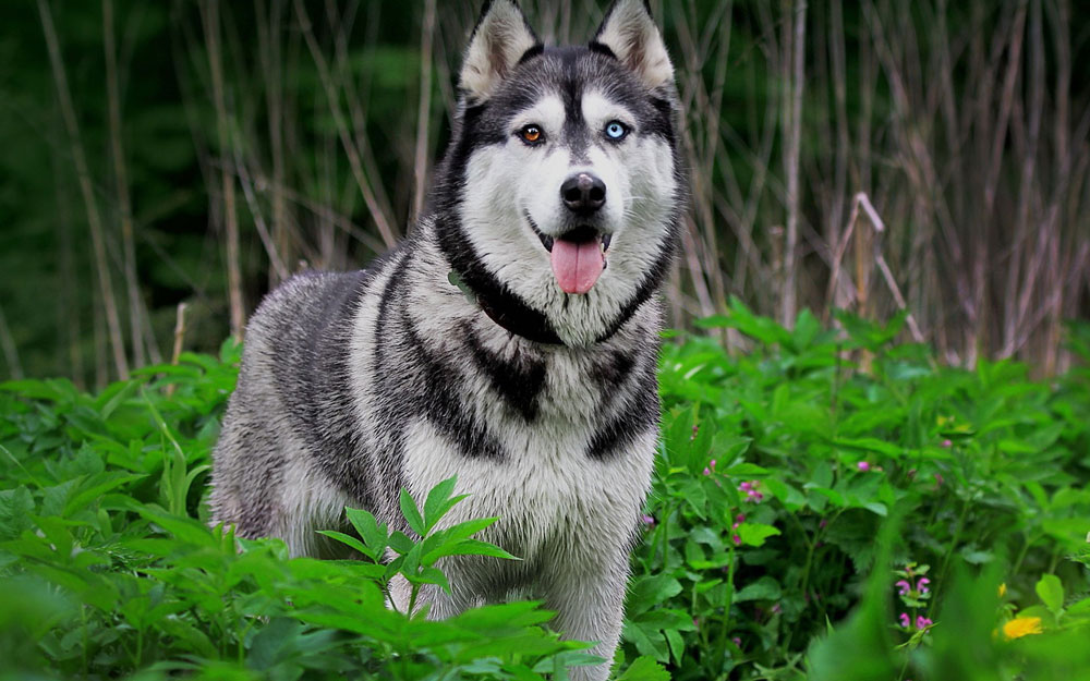 Meski terlihat menggemaskan, 10 anjing ini terkenal paling berbahaya