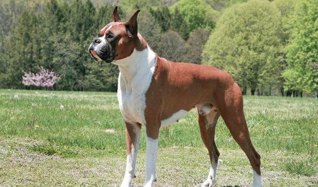 Anjing paling berbahaya © 2016 berbagai sumber