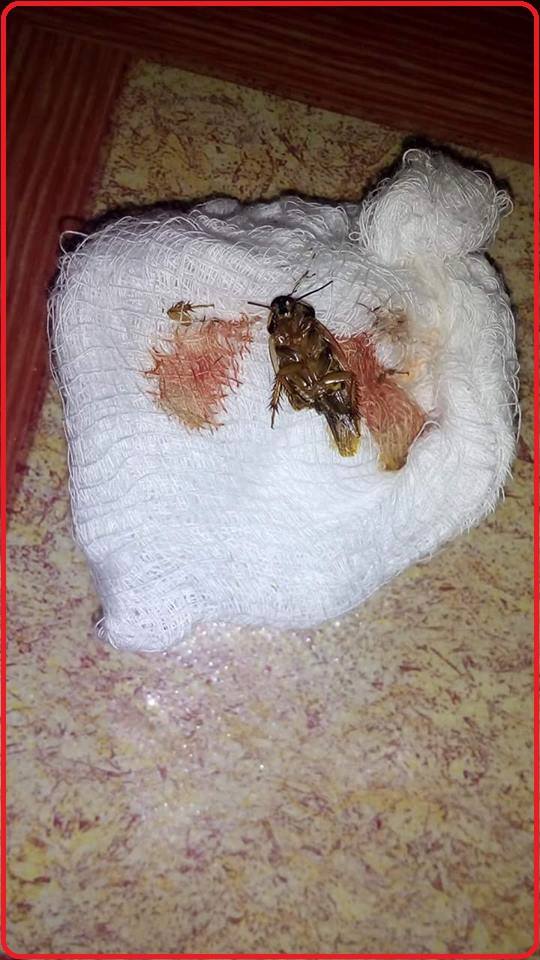 kecoak jahat © 2016 brilio.net