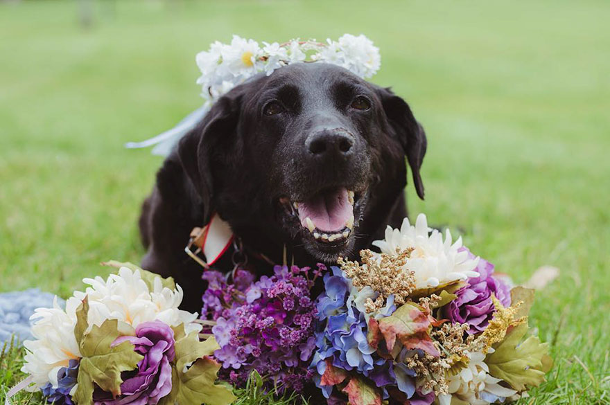 Kisah anjing melawan tumor 15 tahun demi lihat majikan menikah