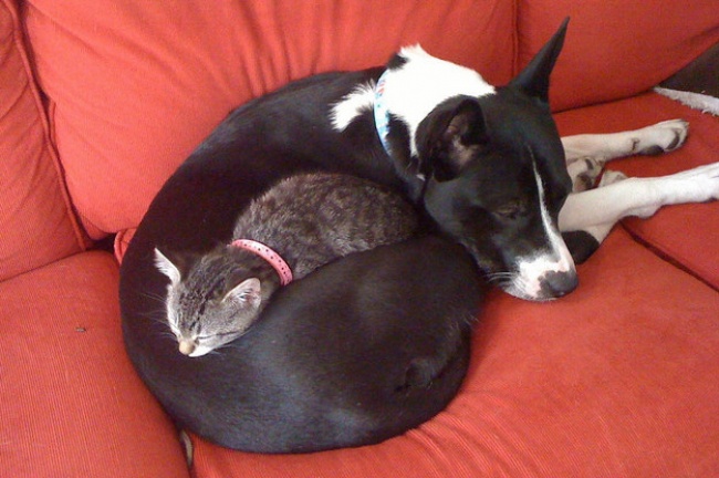 20 Foto bukti anjing & kucing juga bisa berteman akrab, so sweet ya?