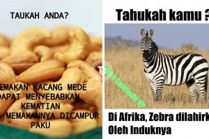 13 Meme kocak 'tahukah kamu' ini bikin cekikikan