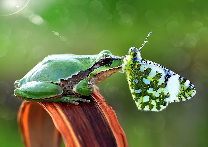 15 Potret kupu-kupu saat bersama hewan lainnya, kerennya luar biasa