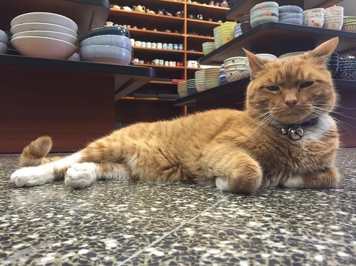 Kucing ini menjaga toko selama 9 tahun, tingkahnya menggemaskan banget