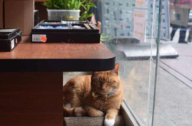 Kucing menjaga toko 9 tahun © 2016 guff.com