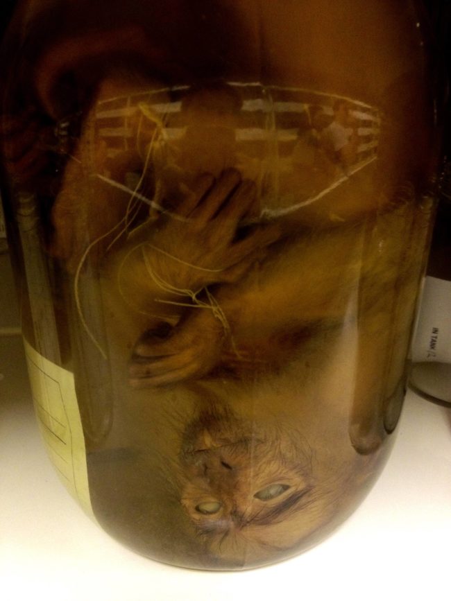 benda mengerikan © 2016 brilio.net