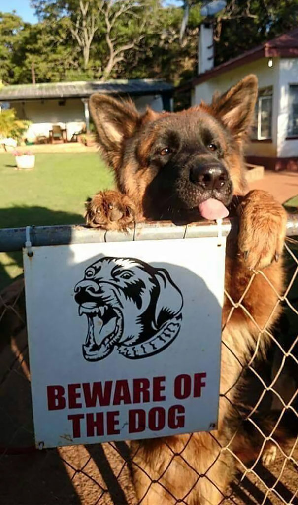 Dibalik papan 'Beware of Dog' © 2016 boredpanda.com