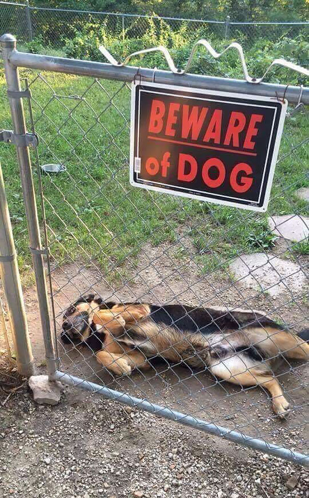 10 Binatang di balik papan 'Beware of Dog' ini bakal bikin kamu kaget