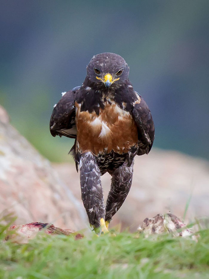 15 Foto editan burung hawk ini kocak abis, gagal gagah deh 