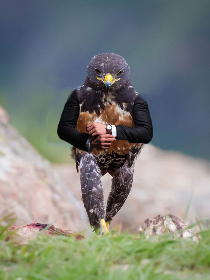 15 Foto editan burung hawk ini kocak abis, gagal gagah deh 