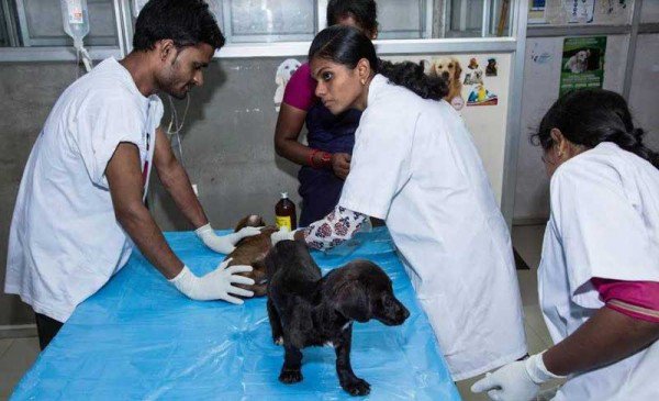 anjing ini selamat meski terkurung dalam kontainer sebulan © 2016 odditycentral