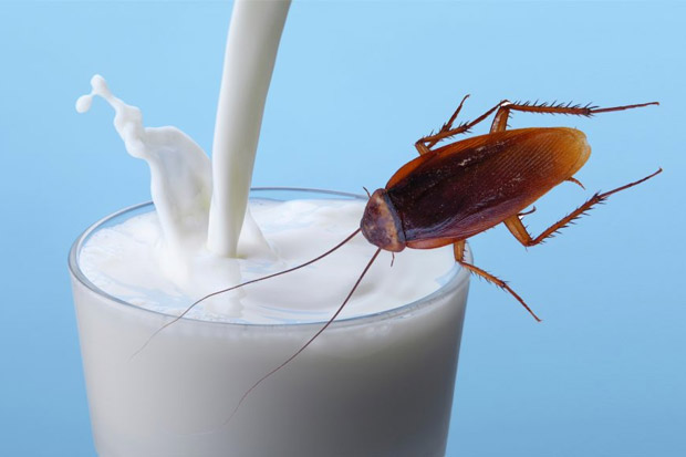 Kecoa Manfaat © 2016 brilio.net