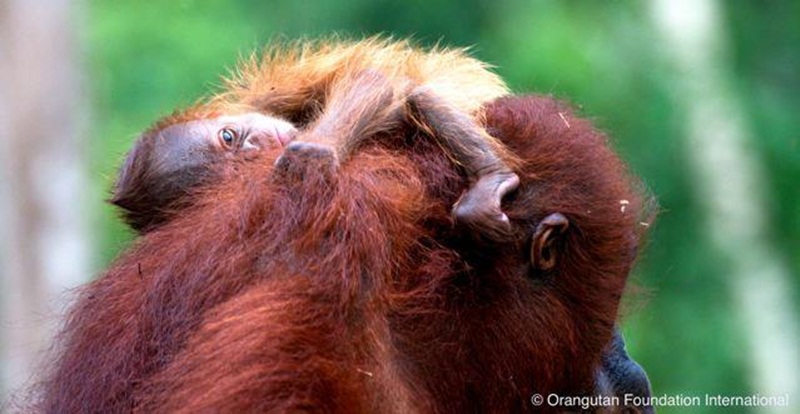 Boros pakai produk mandi sama saja membunuh orangutan lho