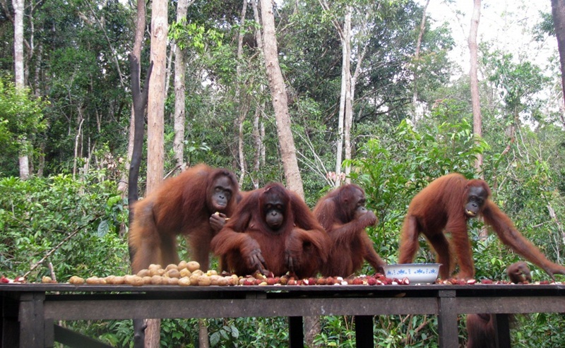 Boros pakai produk mandi sama saja membunuh orangutan lho