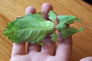 Bukan sembarang daun, kamu dijamin kaget jika tahu aslinya