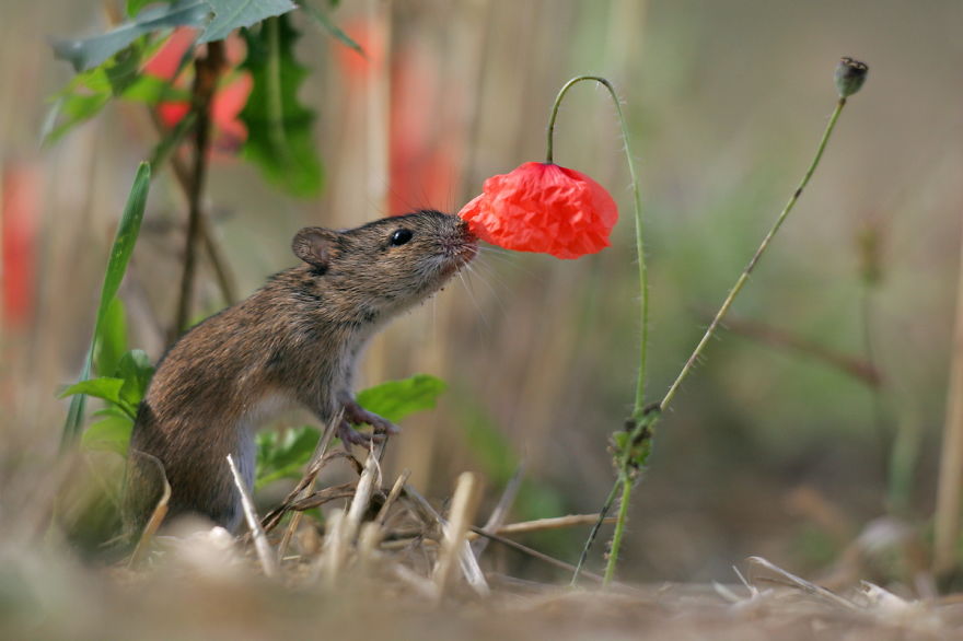 14 Potret hewan mencium bunga ini ngegemesin banget