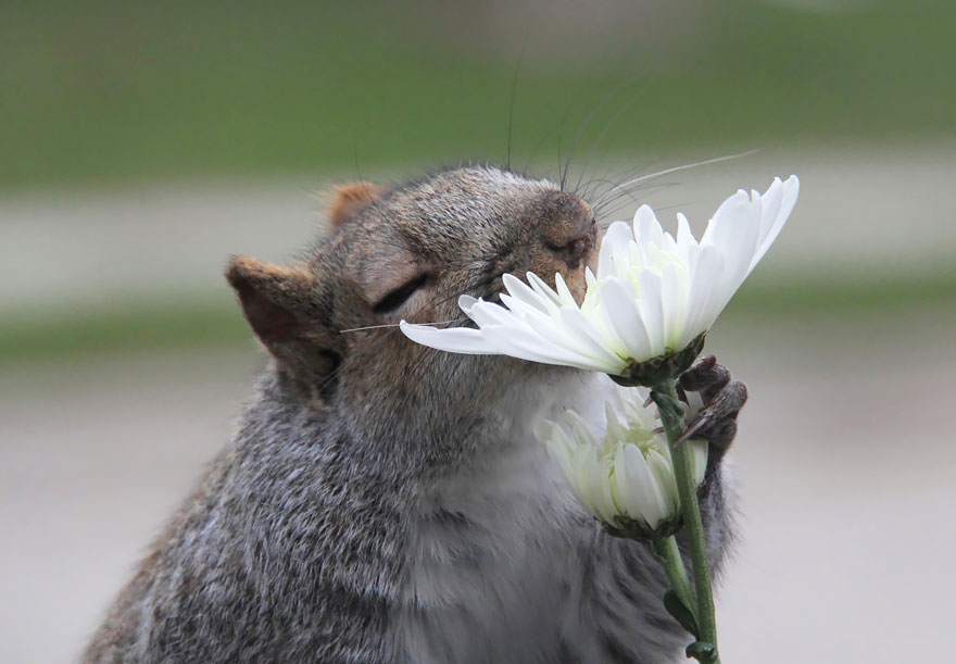 14 Potret hewan mencium bunga ini ngegemesin banget