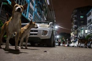 Tak disangka, kota di  Asia ini dihuni oleh 100.000 ekor anjing