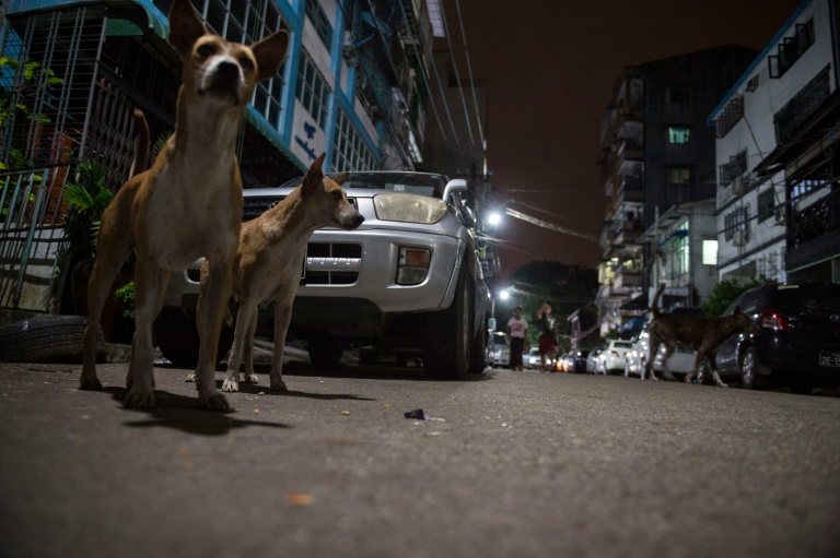 Tak disangka, kota di  Asia ini dihuni oleh 100.000 ekor anjing