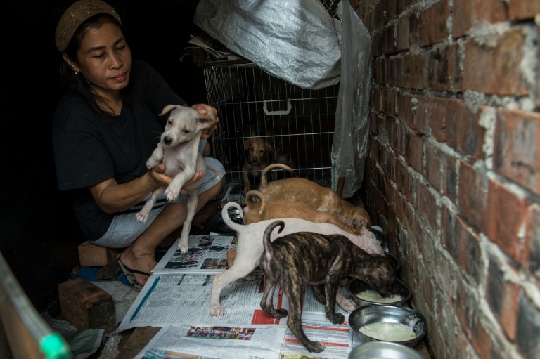 Tak disangka, kota di  Asia ini dihuni oleh 100.000 ekor anjing