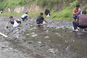 Truk peternak ini terguling, ratusan lele tumpah jadi rebutan warga