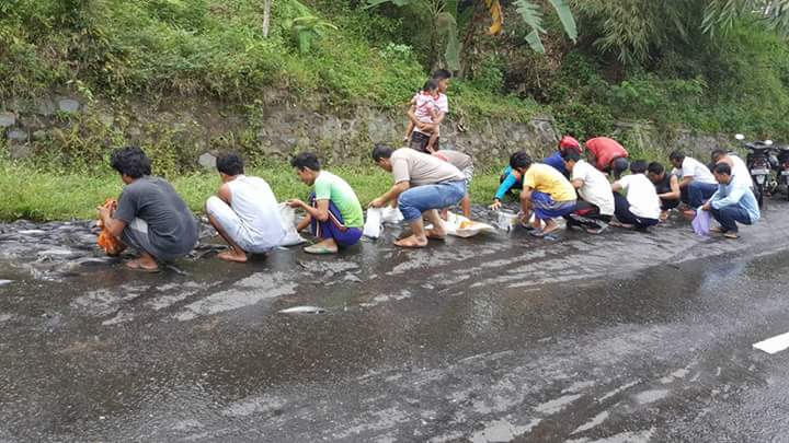 rebutan lele © 2016 brilio.net