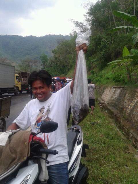 rebutan lele © 2016 brilio.net