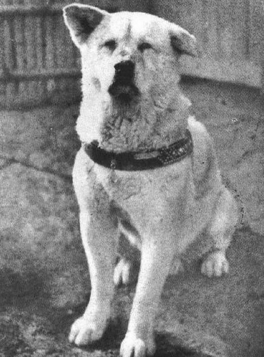 Foto terakhir Hachiko © 2016 berbagai sumber